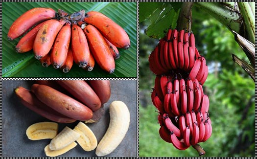  الموز الاحمر Red-Banana