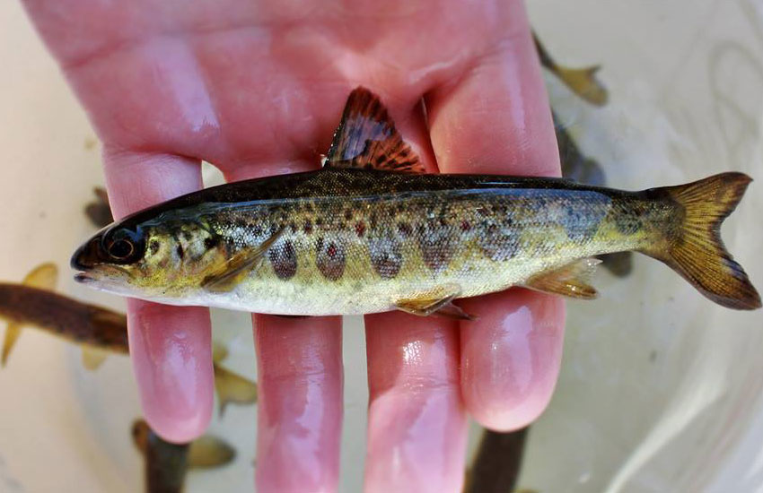 Eaton Rapids Joe East Machias River, Maine