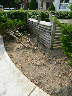 By Paul Jung Gardening Services--a Toronto Organic Gardening Company Leslieville Front Garden Cleanup After By Paul Jung Gardening Services--a Toronto Organic Gardening Company Leslieville Front Garden Cleanup After