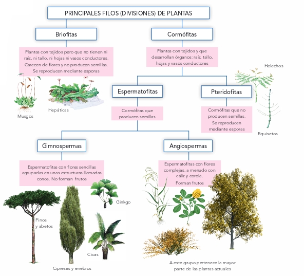 Quinto de la Campiña CLASIFICACIÓN DE LAS PLANTAS