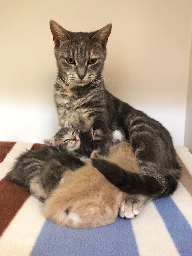 Why and When Should you Desex your Cat Australian Cat Lover