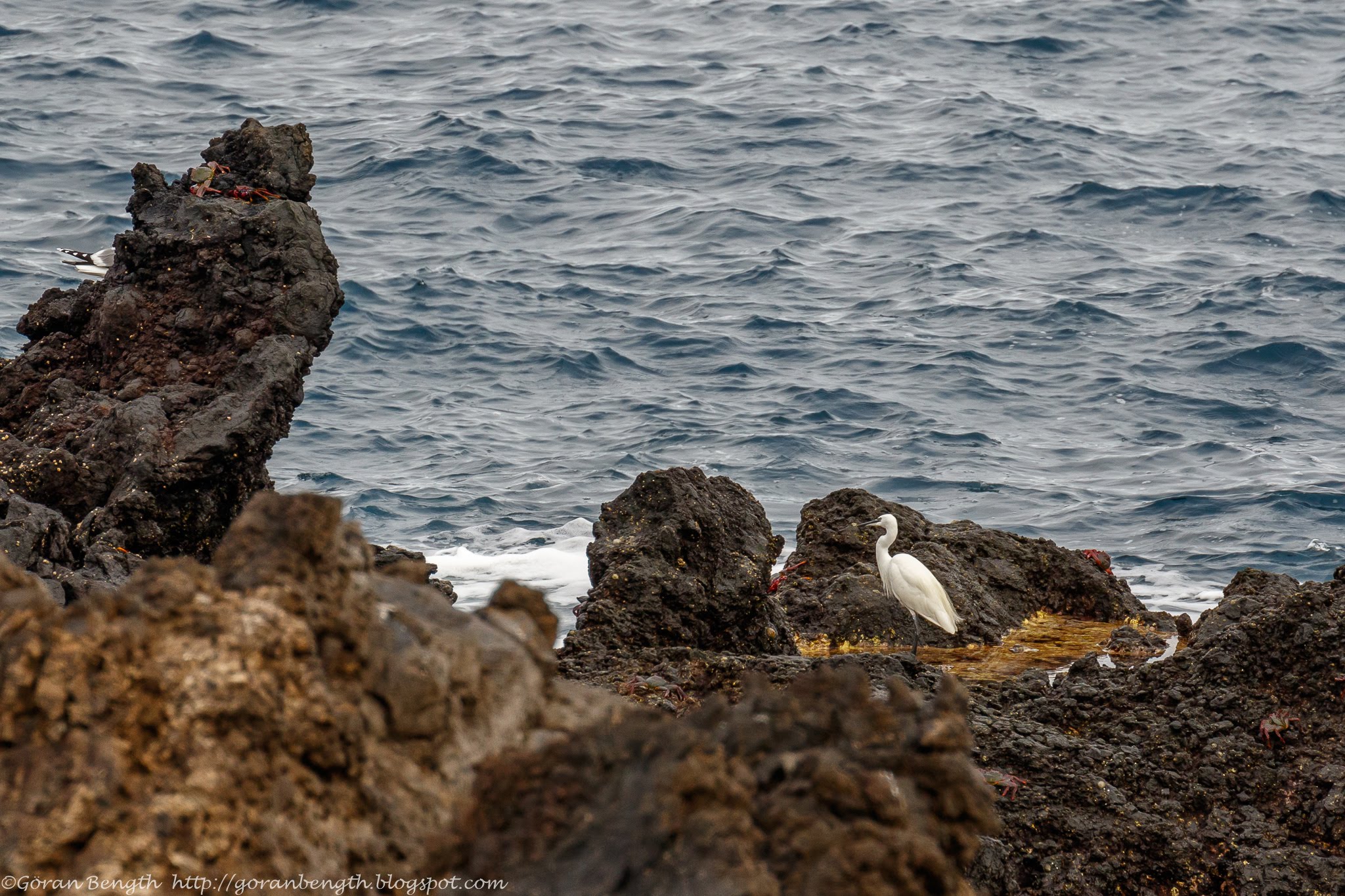 Göran Bength foto Kanariefåglar, La Palma