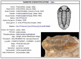 Trilobita Calyptaulax