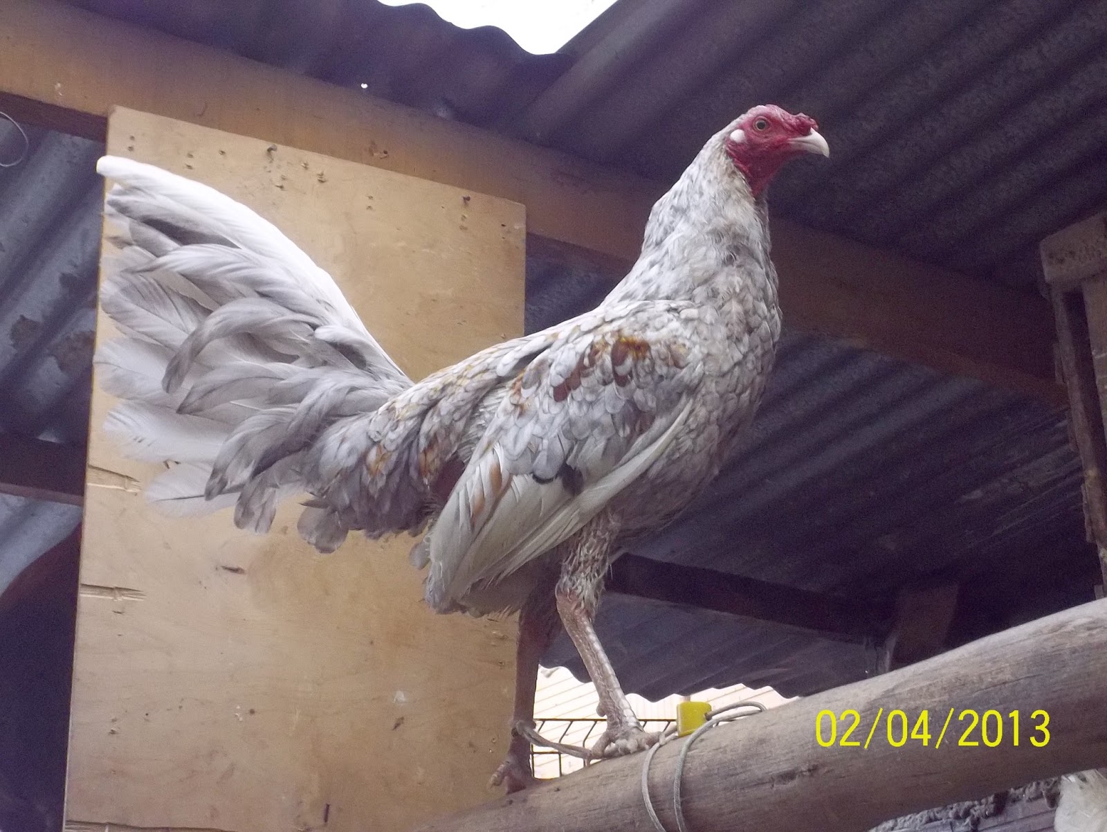 Criadero he Historias Gallos Finos... gallos orientales y cruces de español