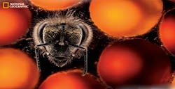  Αναρωτηθήκατε ποτέ πώς γεννιούνται οι μέλισσες;  Θα πρέπει να δείτε αυτό το εντυπωσιακά ανατριχιαστικό βίντεο από γυαλιστερές κάμπιες που μ...