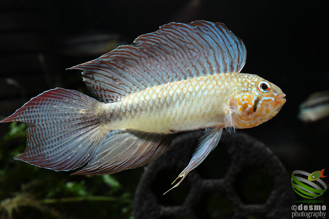 Apistogramma lineata