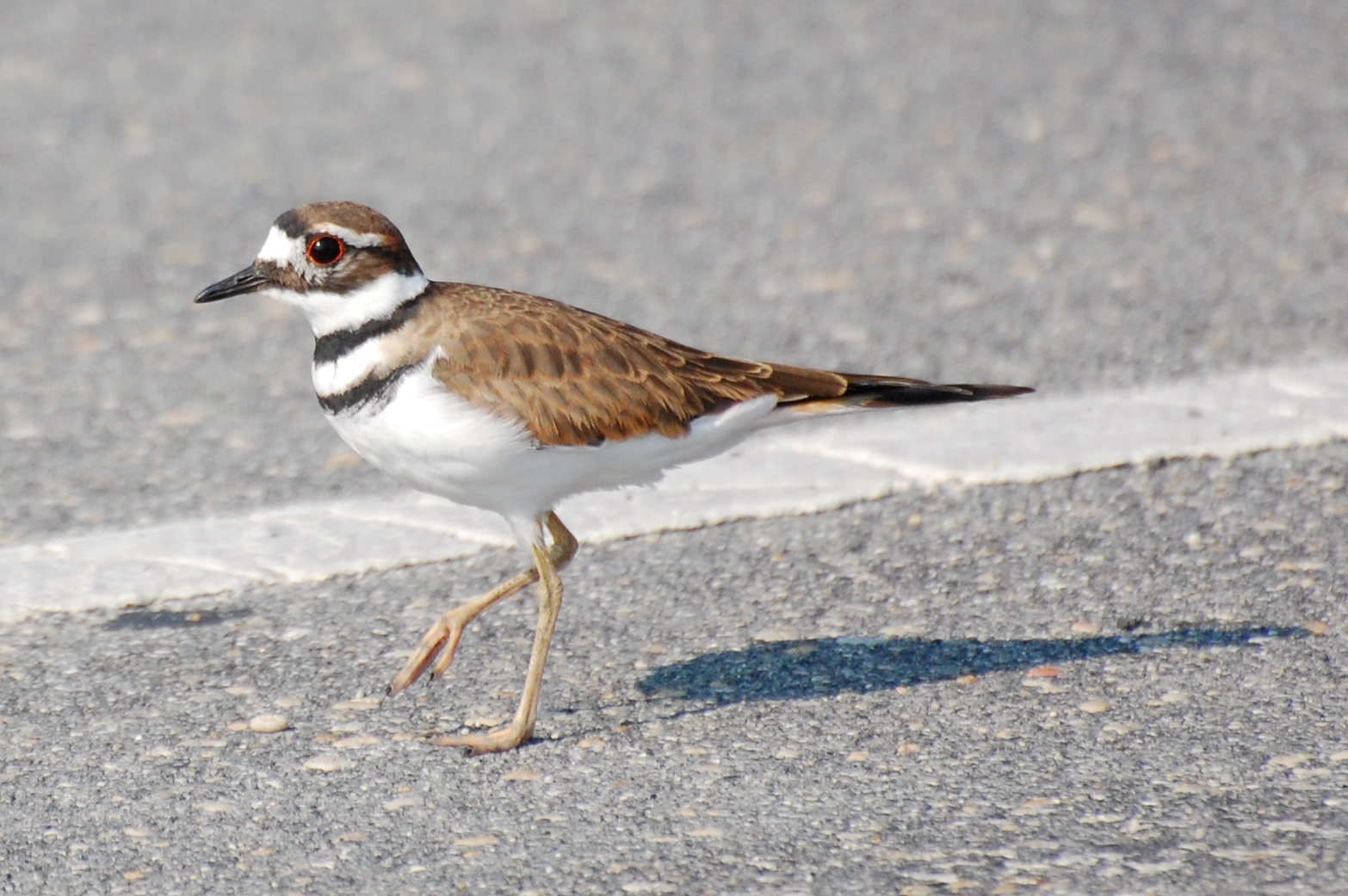Urban Wildlife Guide The Killdeer