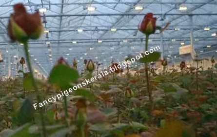 open field farming advantages Biology other november 19, 2013 high tunnel, open-field production systems compared for lettuce, tomato november 19, 2013, american society for horticultural science. open field farming advantages Biology other november 19, 2013 high tunnel, open-field production systems compared for lettuce, tomato november 19, 2013, american society for horticultural science.