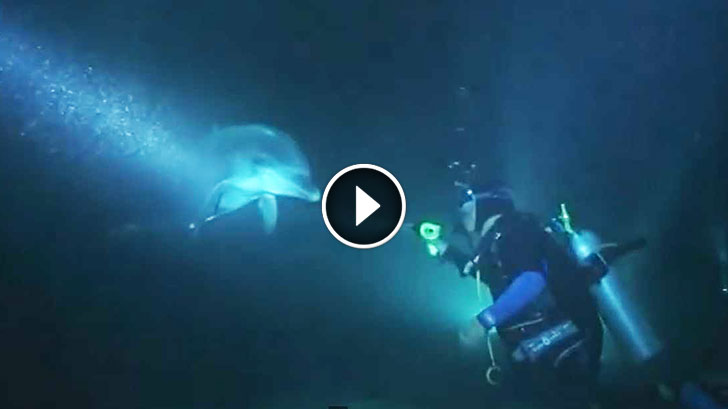 Injured Dolphin Approached Divers For Help. Nothing Could Prepare Them For What They Saw