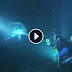 Injured Dolphin Approached Divers For Help. Nothing Could Prepare Them For What They Saw