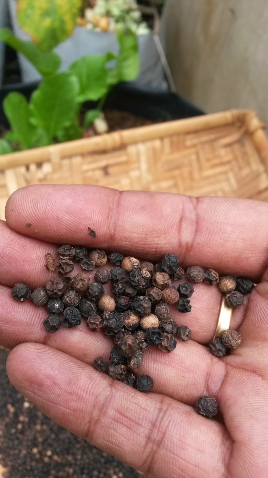 Organic micro farm and vegetable terrace garden Black Pepper