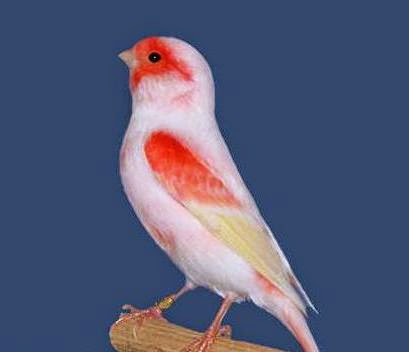  salah satu yang paling terkenal yaitu burung JENIS BURUNG PELIHARAAN