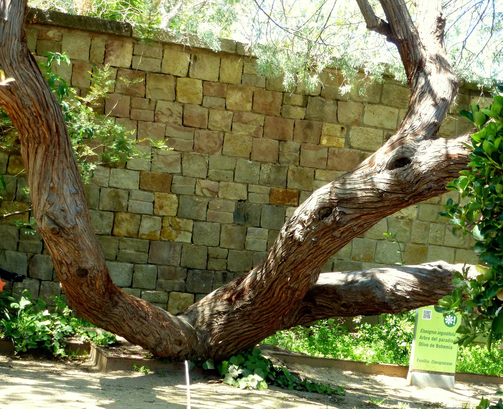 Árboles con alma Árbol del paraiso. Arbre del paradís. (Elaeagnus