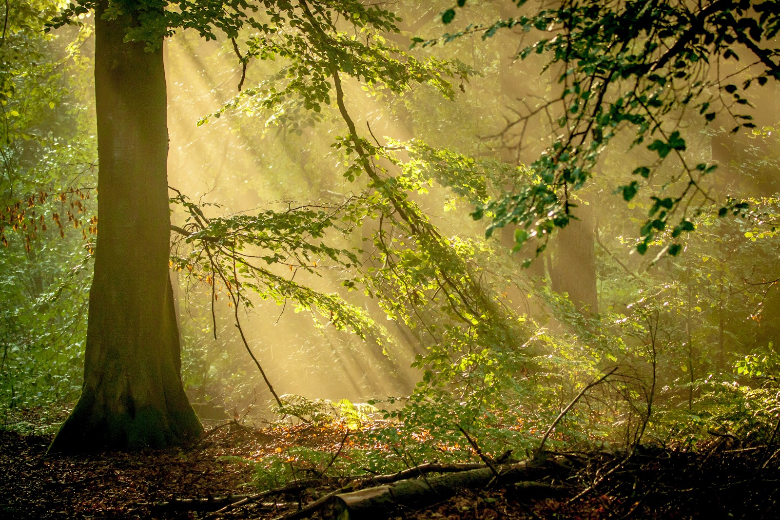 NATUURFOTOGRAFIE ROBERT WAGTER Door de bomen het bos niet meer zien NATUURFOTOGRAFIE ROBERT WAGTER Door de bomen het bos niet meer zien