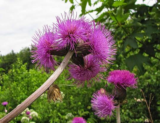 Ostrożeń łąkowy (Cirsium rivulare).