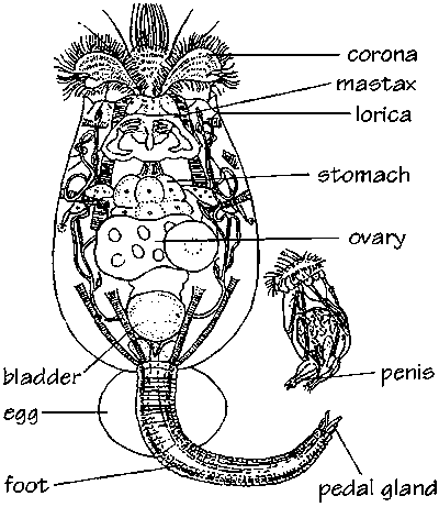 Morfologia de rotiferos