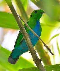 Burung Madi Hijau Perut Biru Madi hijau perut biru atau Hose’s Broadbill adalah salah satu jenis burung passerin yang berukuran sedang. Panjang tubuhnya sekitar 20cm berbentuk bulat, berwarna hijau dengan dada biru