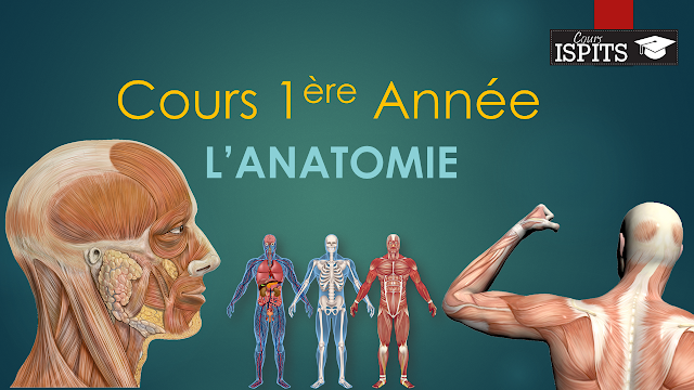 Cours 1ère Année - L'Anatomie