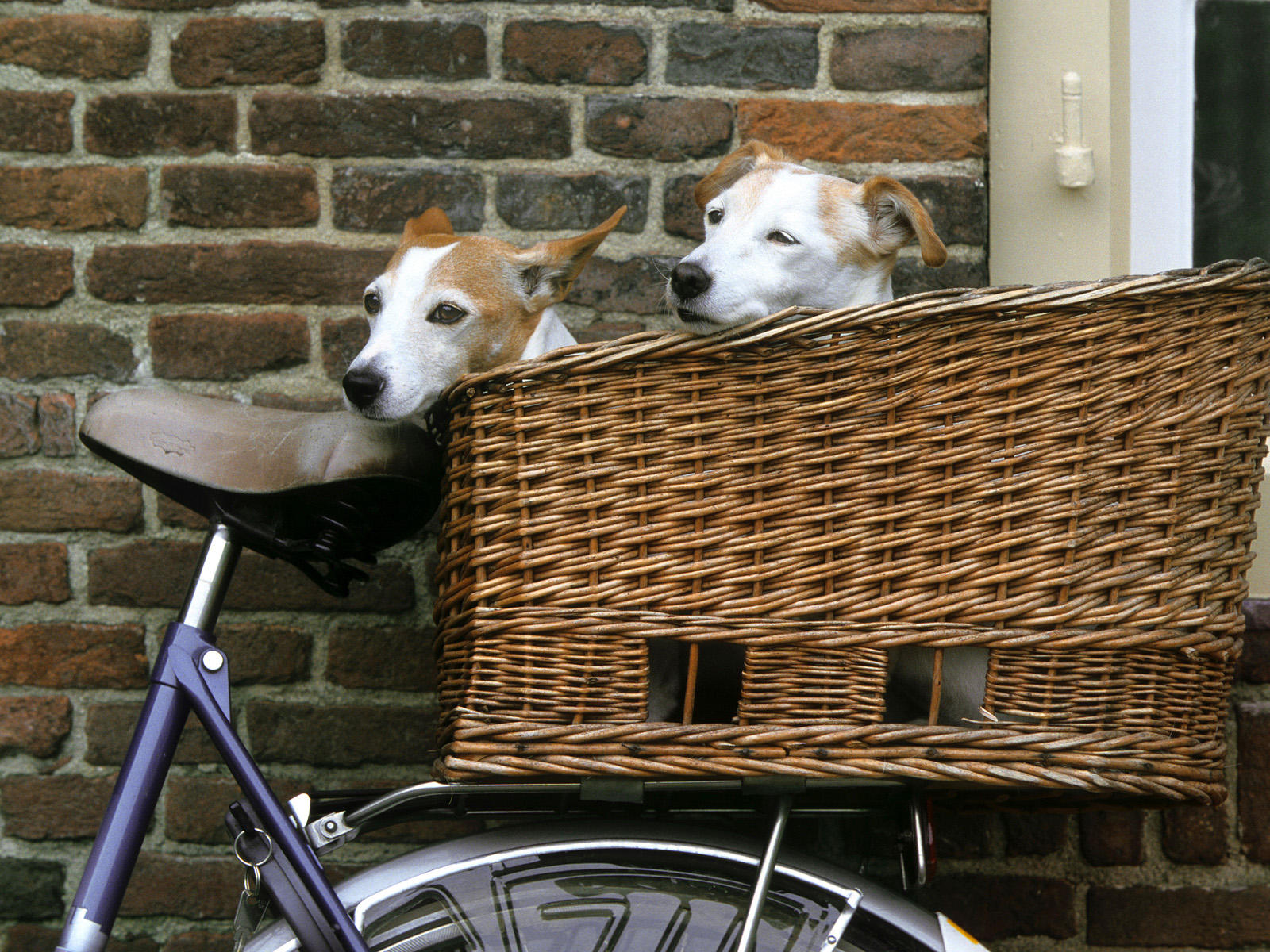 Terrierman's Daily Dose Bicycle Baskets for the Dogs