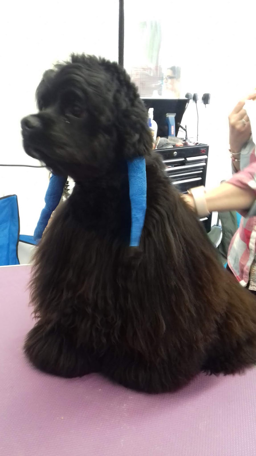 Southend Scalliwags What Is HandStripping?