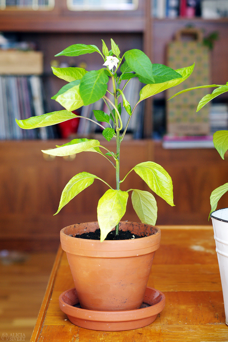 Growing chili plants, photo by Alicia Sivertsson.