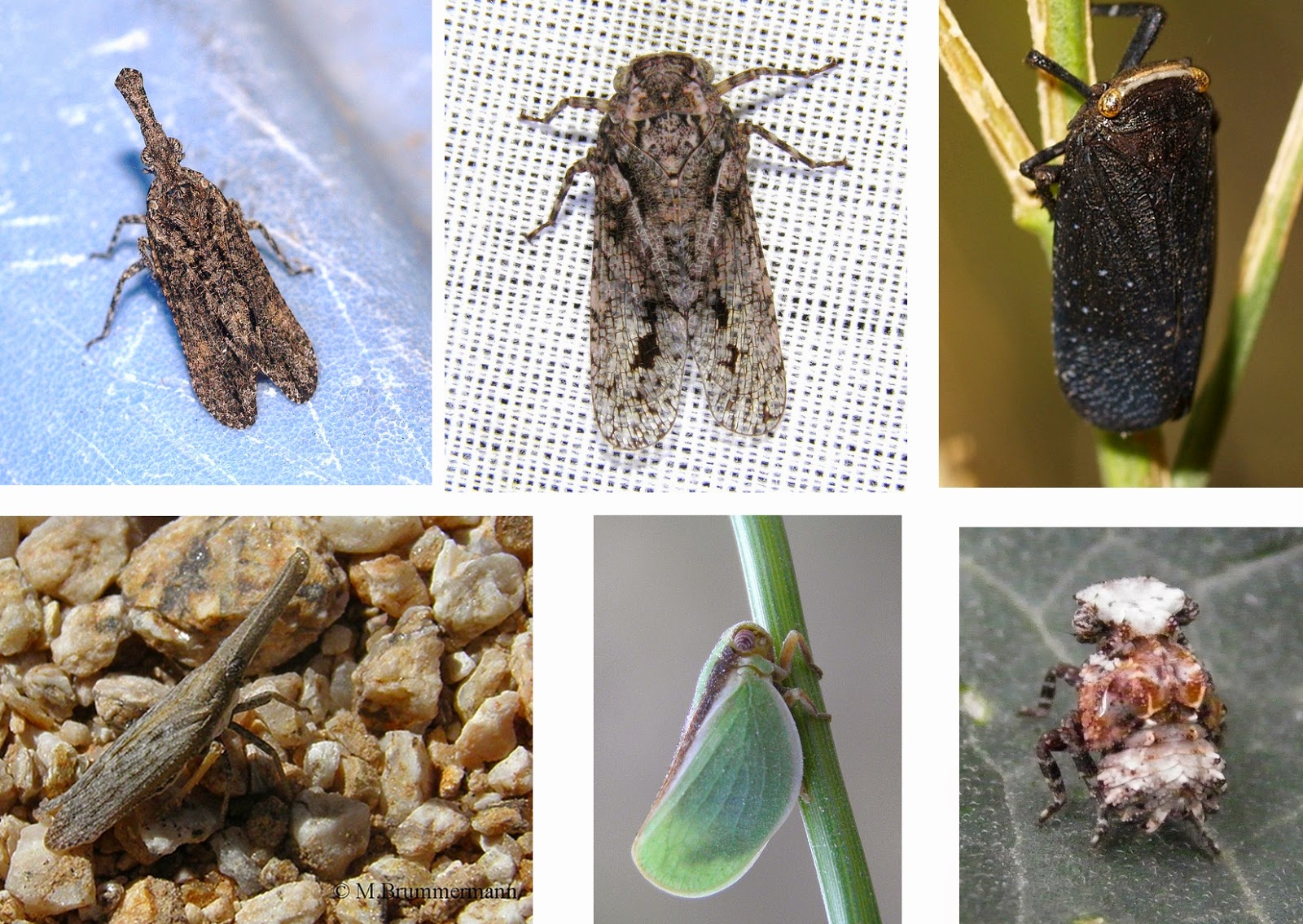 Arizona Beetles, Bugs, Birds and more Jumping Bugs