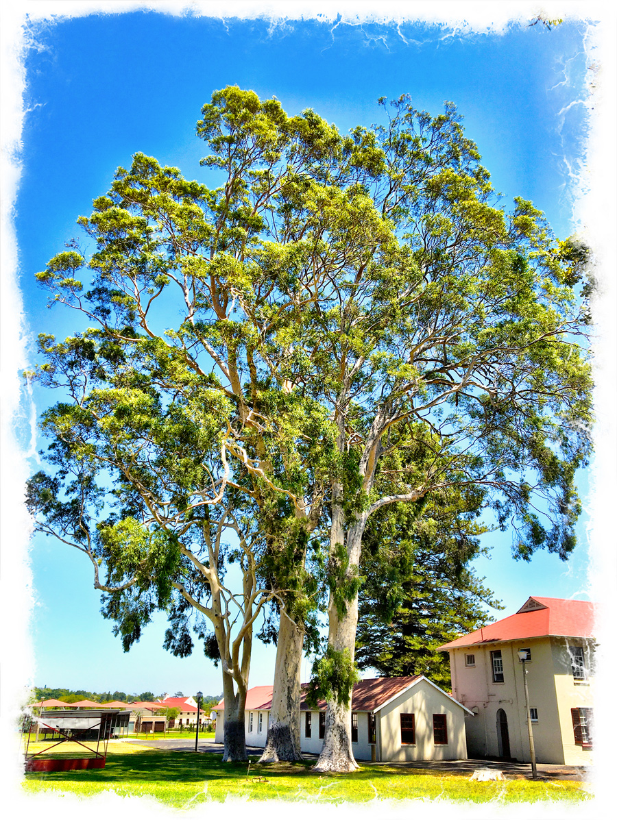 Alex and Juanita Aitkenhead Photography Champion trees at Paul Roos