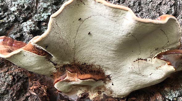 Mushroom fruiting structure and spores on tree trunks