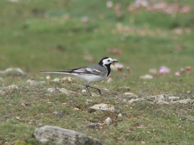 Portland Bird Observatory and Field Centre: 12th May