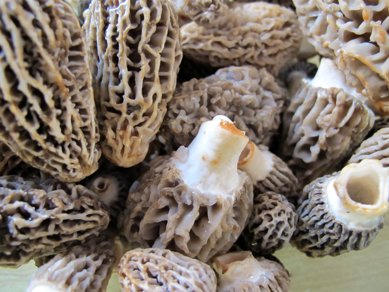letter blocks say what? Recipe of the Week Pan Fried Morel Mushrooms