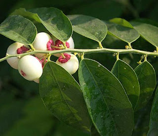 manfaat daun katuk bagi kesehatan dan cara pengolahannya efek samping daun katuk, manfaat daun katuk bagi pria, nama lain daun katuk, cara mengolah daun katuk, manfaat daun katuk untuk rambut, nama lain daun katuk dalam bahasa jawa, manfaat daun katuk untuk wajah, pohon daun katuk