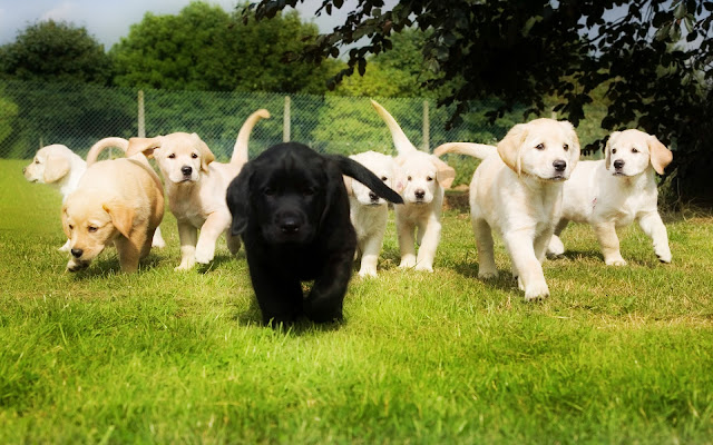 Group of Retrievers Puppies