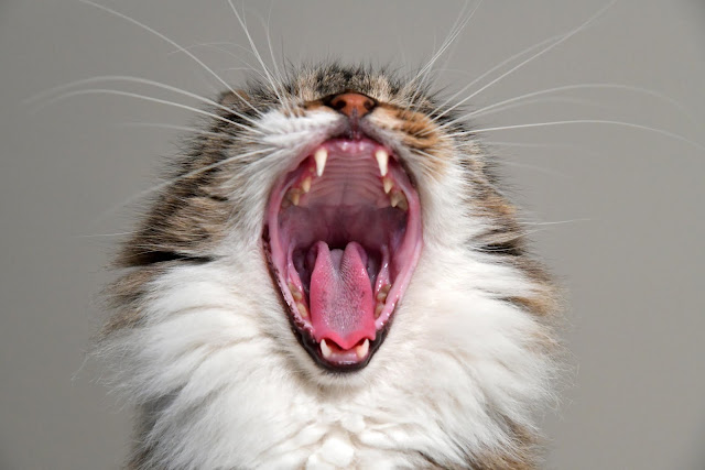 animals photos animals photos