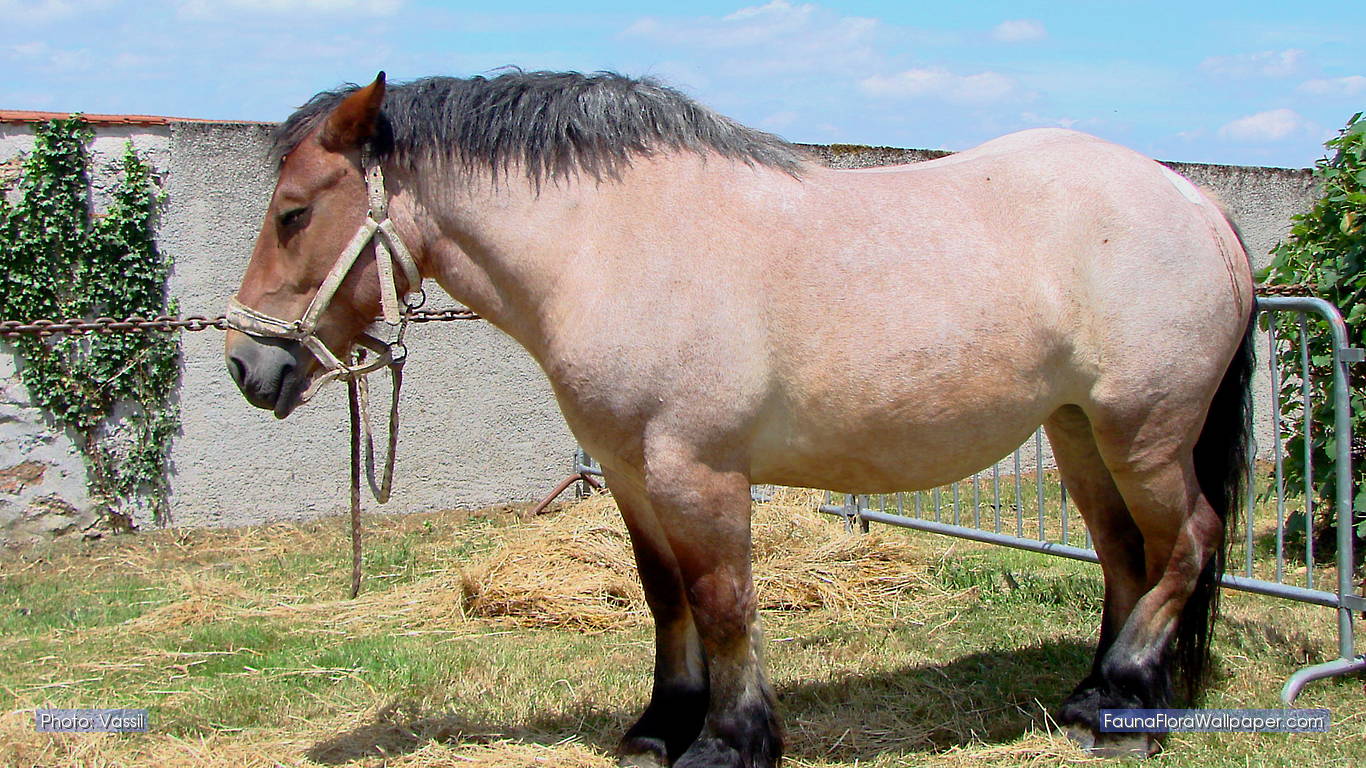 Fact Bank HOW DO HORSES SLEEP STANDING UP?