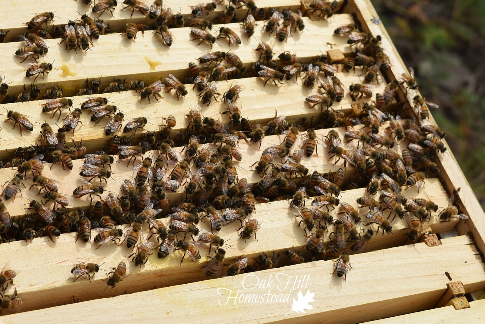 4 Tips for Ordering Bees Oak Hill Homestead