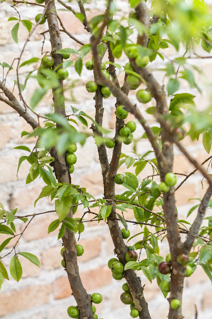 jabuticaba-no-quintal arvore-frutifera-no-quintal