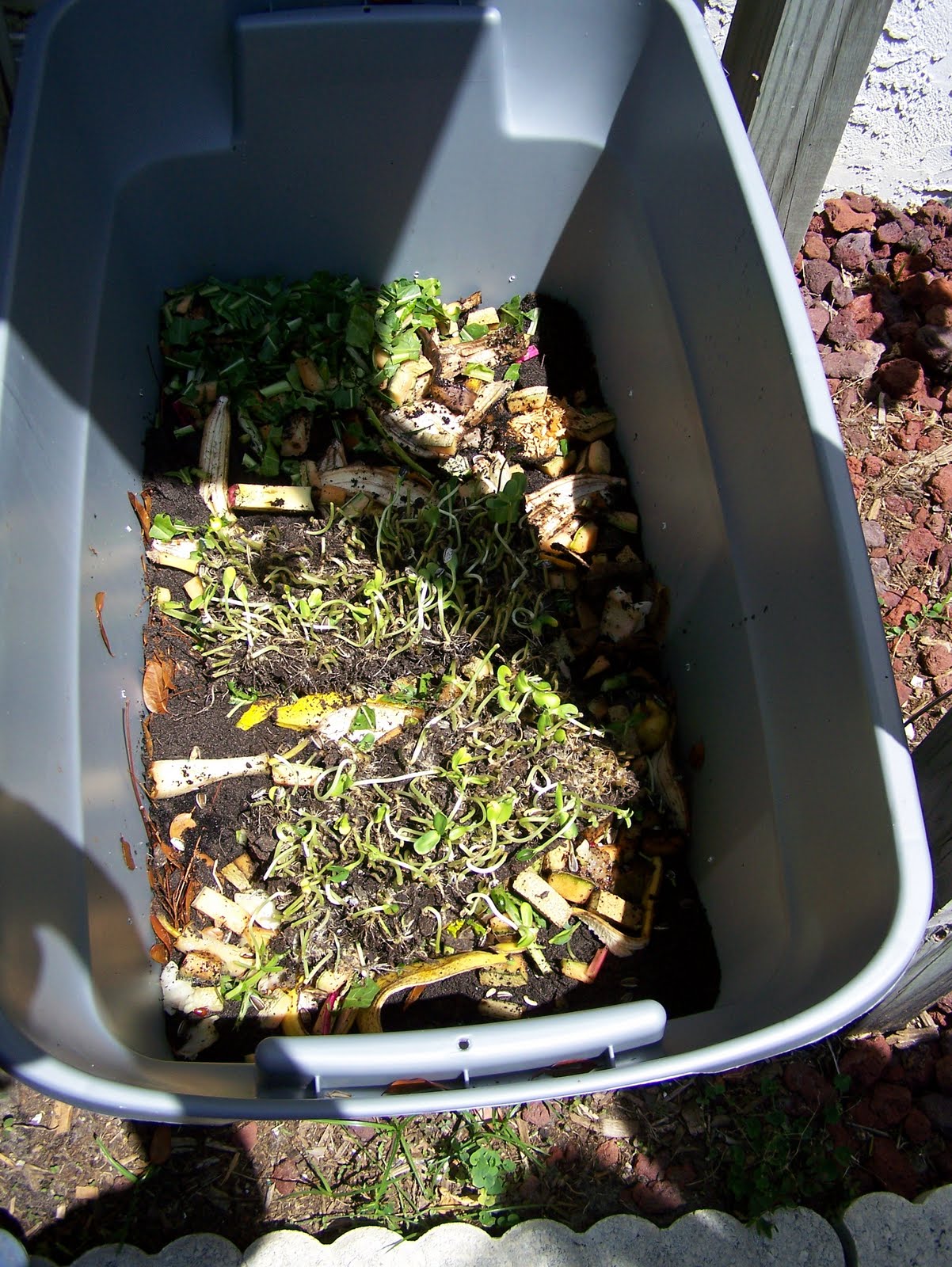 Constructing a Compost Bin, Planting a Pineapple, and SpirulinaHands