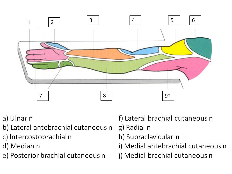 MYOTOMES UTERUS PDF DOWNLOAD MYOTOMES UTERUS PDF DOWNLOAD