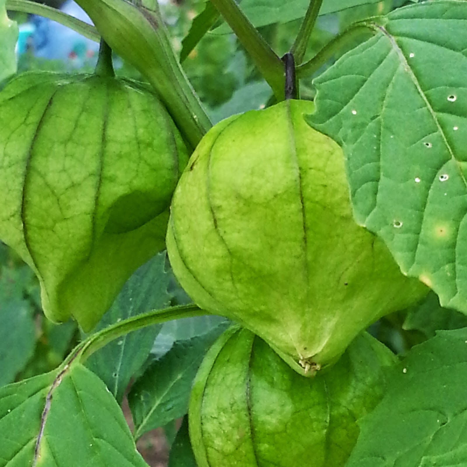 To Barnum Barnum Garden Tour The Barnum Community Garden