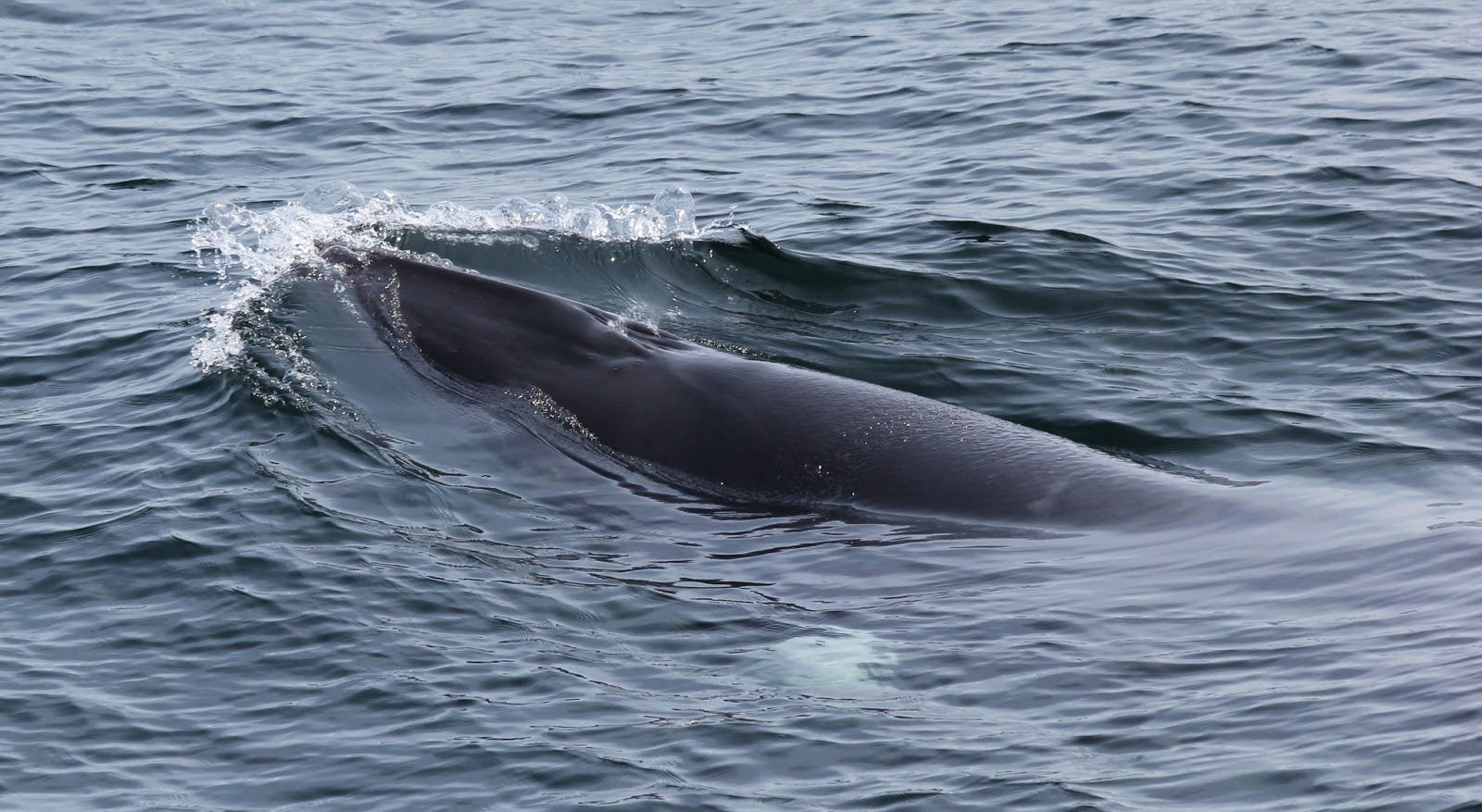 Blue Ocean Society's Whale Sightings July 22, Captain's