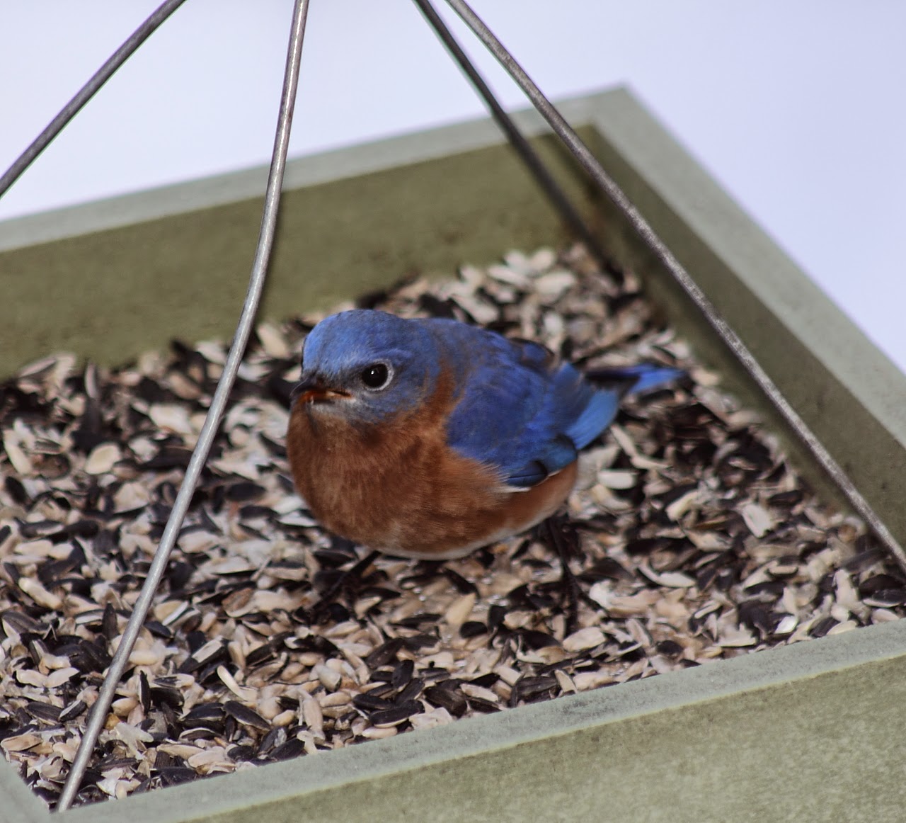 Passinthru Outdoors: The Eastern Bluebird and Nest Boxes
