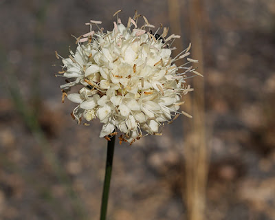 Flor blanca de escabiosa blanca (Cephalaria leucantha)