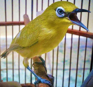 burung pleci pleci, burung pleci, pleci gacor