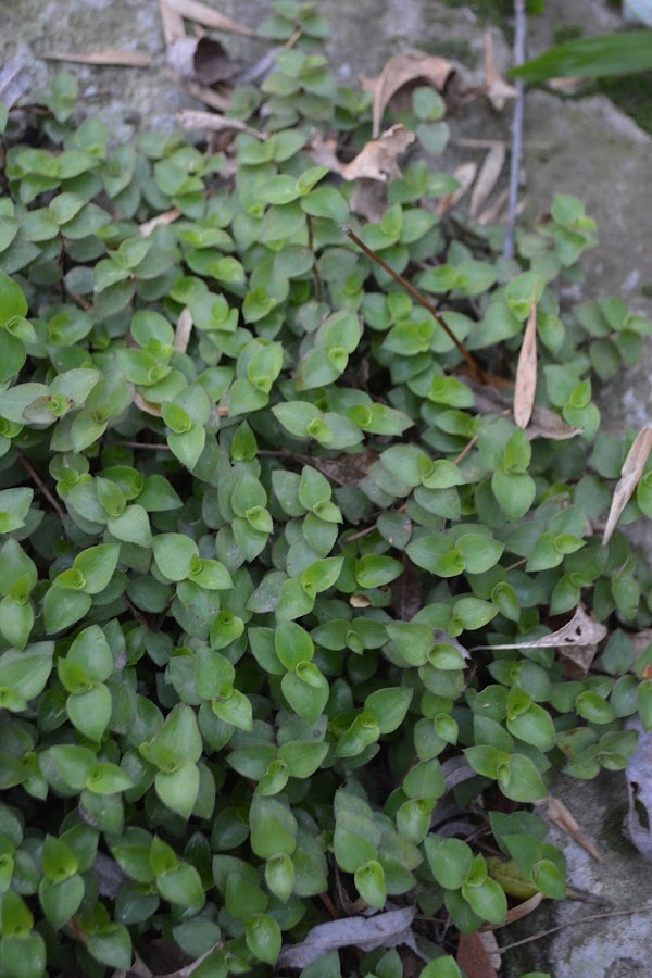 Tradescantia minima