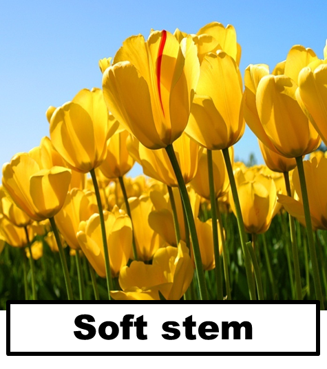 Science Groups Of Plants science-groups-of-plants