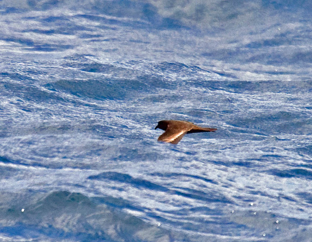 Black Storm-Petrel Black Storm-Petrel