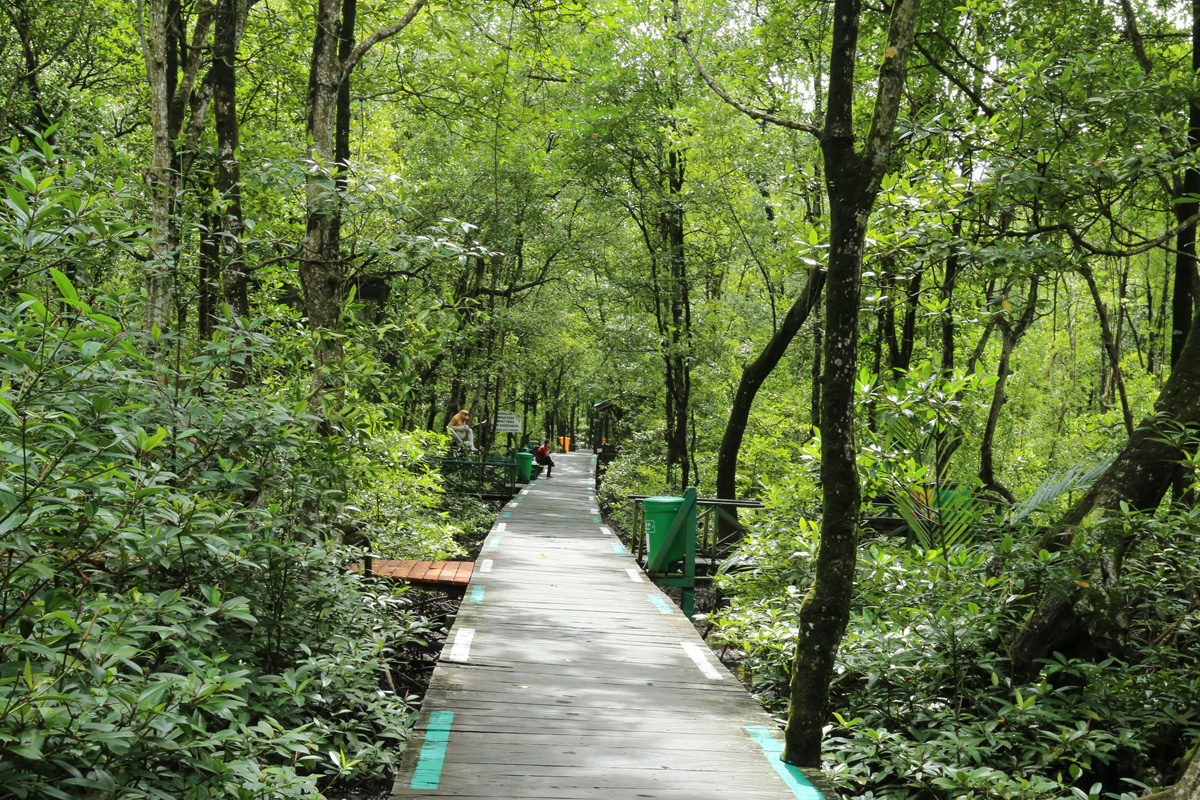 Mengenal Lebih Dekat Ekosistem Mangrove, Ciri, Fungsi dan Manfaat Hutan