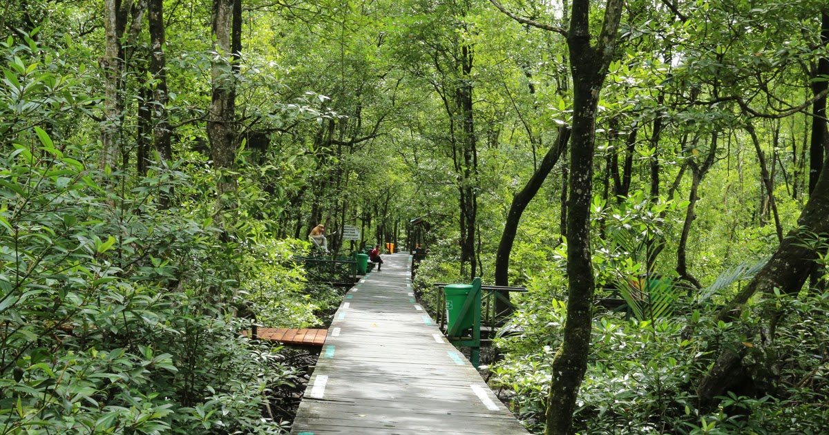 Mengenal Lebih Dekat Ekosistem Mangrove, Ciri, Fungsi dan Manfaat Hutan