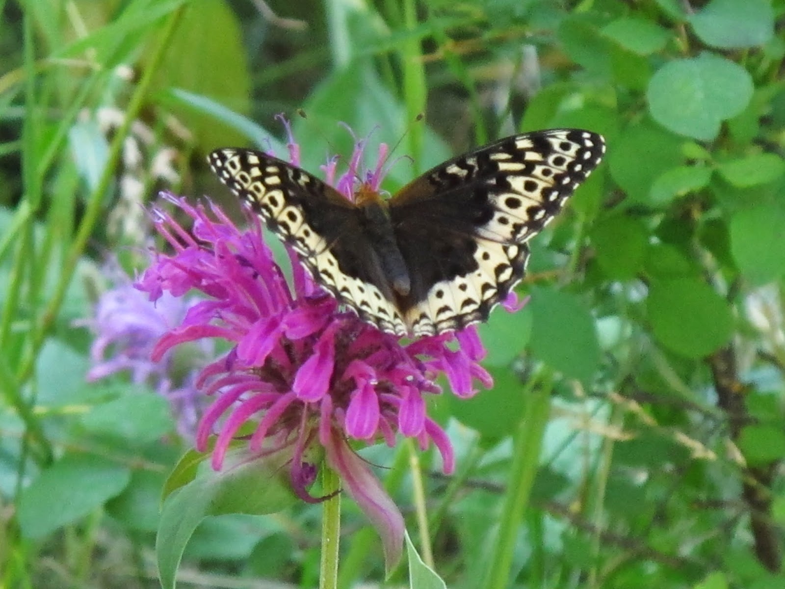 Nature. Observation. Discovery. Community.: Guest Post: Mystery Butterfly