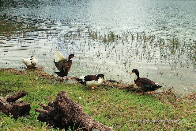 ducks-sete-cidades.jpg